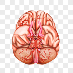 大脑的动脉图片
