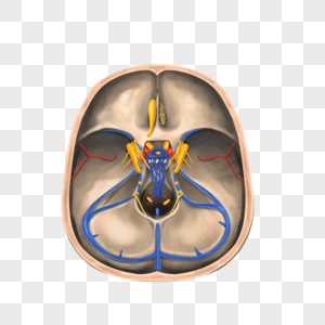 颅腔中的脑神经图片