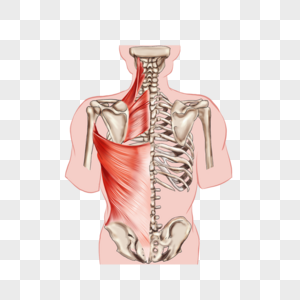 背阔肌肌肉背阔肌高清图片