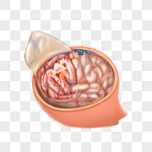 脑膜图片