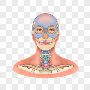 头颈部的可触及结构和体表标志高清图片