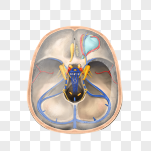 硬脑膜静脉窦图片