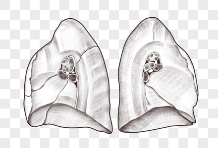 肺部图片