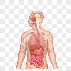 人体上半身肺部上半身高清图片