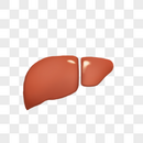 肝脏图片