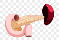 十二指肠和胰腺图片