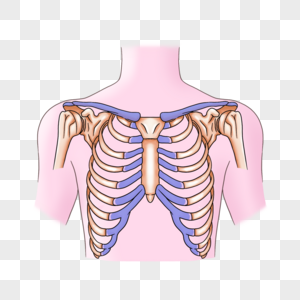 胸部可触及的结构和标志图片
