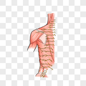 胸部的皮神经和浅表血管高清图片
