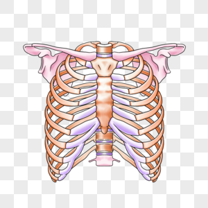 胸壁的骨骼图片