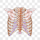 胸壁的骨骼图片