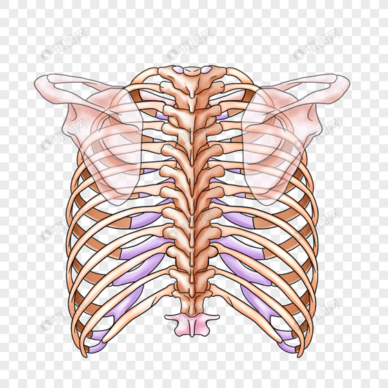 胸壁的骨骼图片