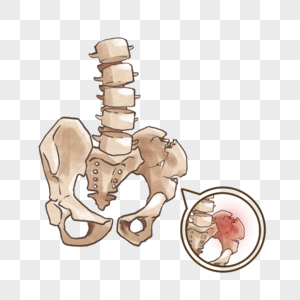 盆骨骨折医疗大盆骨高清图片