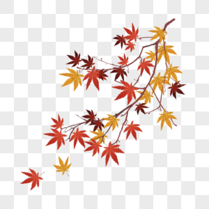 秋天红叶飘落高清图片