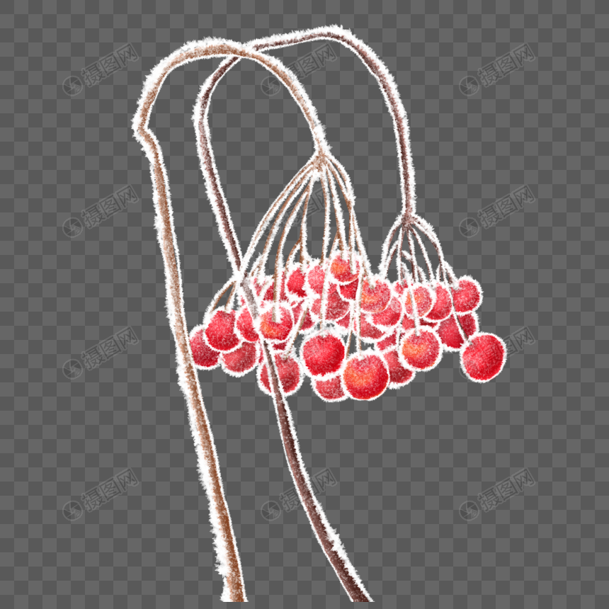 结霜的野果子图片