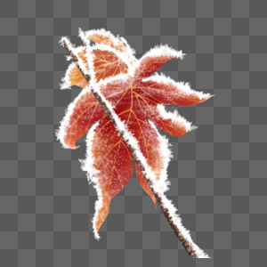 结霜的红色枫叶图片