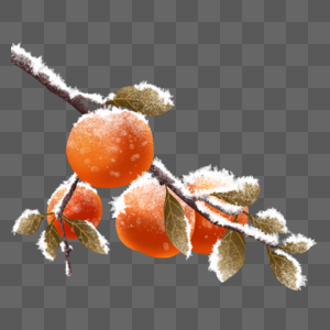结霜的柿子图片