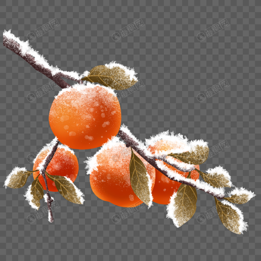 结霜的柿子图片
