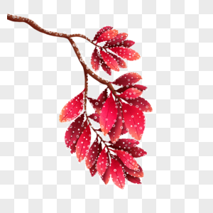 红色树叶的露珠图片