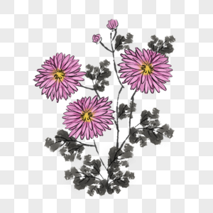 水墨紫色秋菊图片
