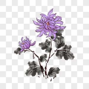 紫色水墨菊花图片