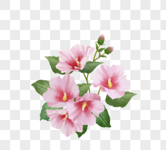 粉色手绘韩国芙蓉花簇图片