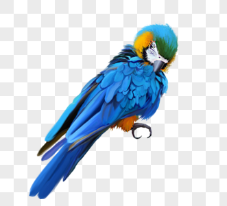 蓝鹦鹉和鸟手绘元素高清图片