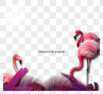 粉红色热带鸟高清图片
