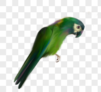 绿色鹦鹉飞禽鸟类元素图片