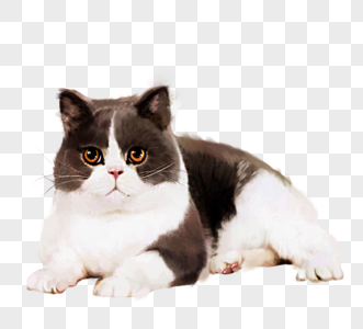俄罗斯蓝猫胖猫咪手绘元素图片