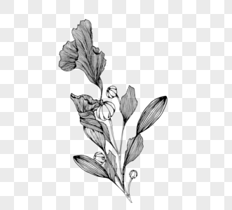 一束鲜花黑白植物线描植物图片