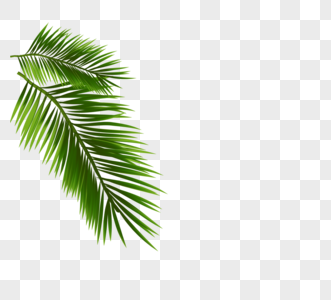 绿色简约清新棕榈叶边框图片