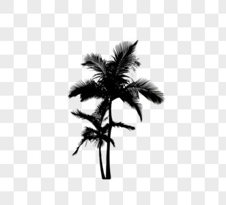 黑色棕榈树palm剪影图片