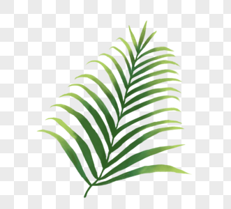 手绘热带植物棕榈叶元素图片