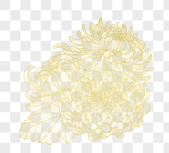 金色手绘线稿花卉元素图片