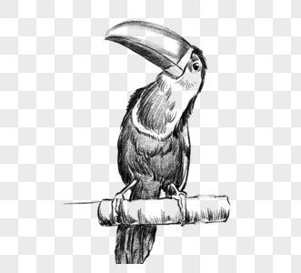 鹦鹉热带鸟巨嘴鸟素描元素图片
