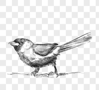 黑白线稿素描鸟类动物手绘元素图片