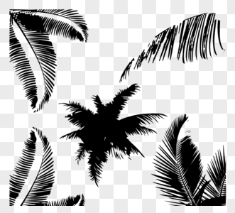 热带香蕉叶轮廓图片