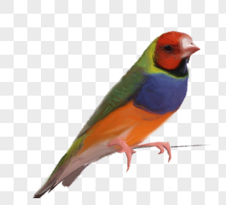 彩色飞禽鸟类元素图片