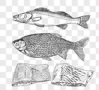 鱼食材手绘元素高清图片