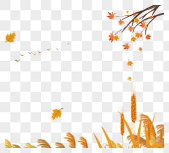 秋季黄色枫树落叶元素图片