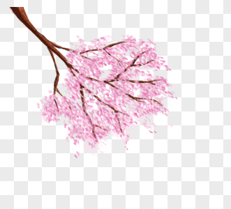 与花传染媒介例证樱花树高清图片