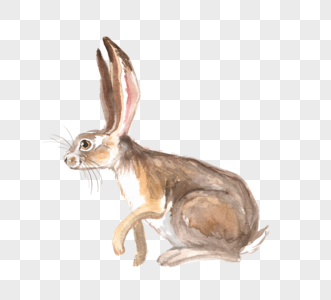 长耳朵兔子卡通手绘元素图片