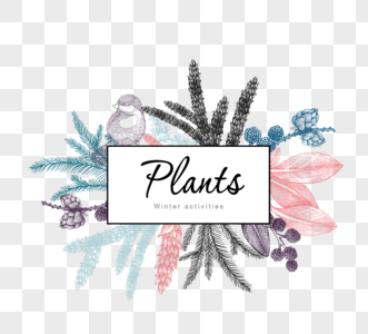 手绘冬天植物边框图片