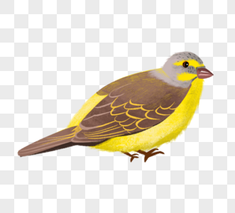 黄色鸟类元素图片