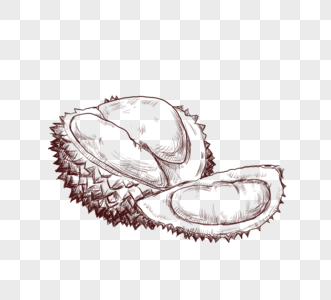 季节性水果榴莲线描图片
