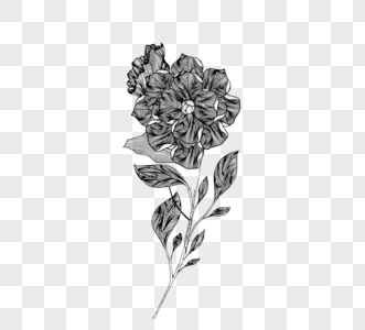 一束花黑白植物线描植物图片