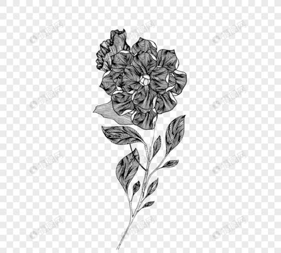 一束花黑白植物线描植物图片