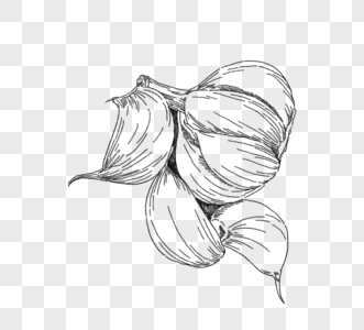 黑色线条画手绘大蒜和大蒜丁香高清图片