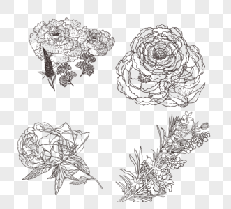 花艺术线条玫瑰叶子手绘元素图片