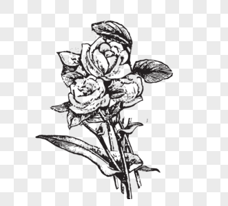黑白玫瑰花朵月季花线描元素线稿图片